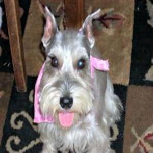 Miniature Schnauzer Ears Cropped Improperly
