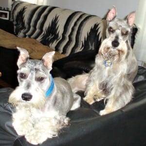Miniature Schnauzer Ears Cropped Improperly