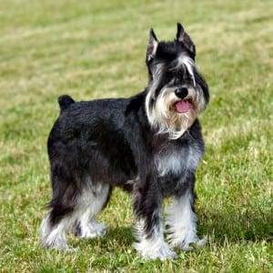 Miniature Schnauzer Ears Cropped Improperly