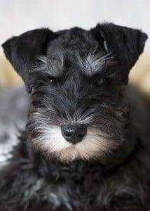 black & silver miniature schnauzer puppies