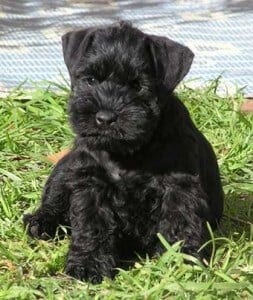 black miniature schnauzer puppies