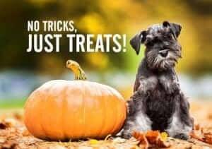 Orijen Freeze Dried Treats