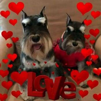 Reberstein's Miniature Schnauzers Axel And Rose