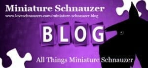 Reberstein's Miniature Schnauzers Blog Logo