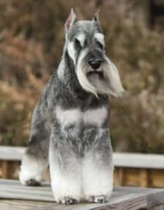 Miniature Schnauzer Overview