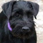 Correct Natural Ears On A Miniature Schnauzer