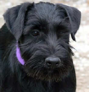 unclipped miniature schnauzer
