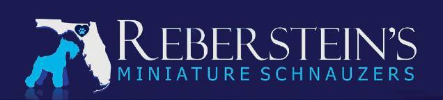 Rebersteins Miniature Schnauzers And Miniature Schnauzer Puppies