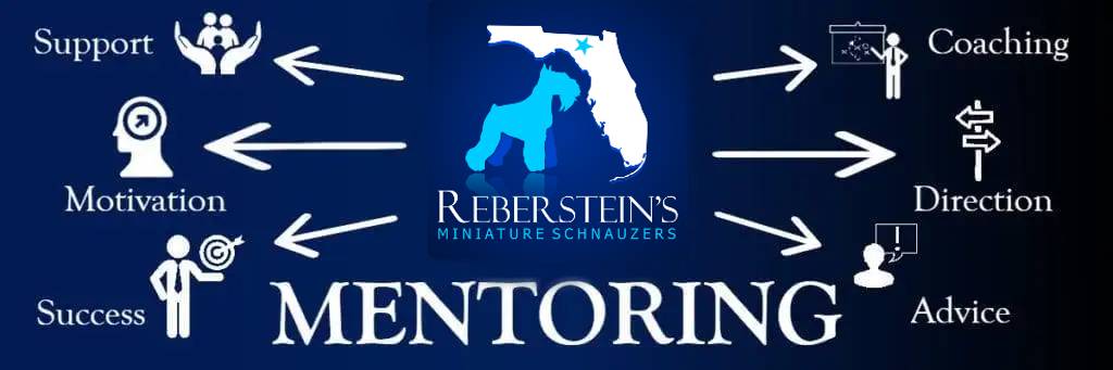Mentoring New Miniature Schnauzer Enthusiasts by Reberstein's