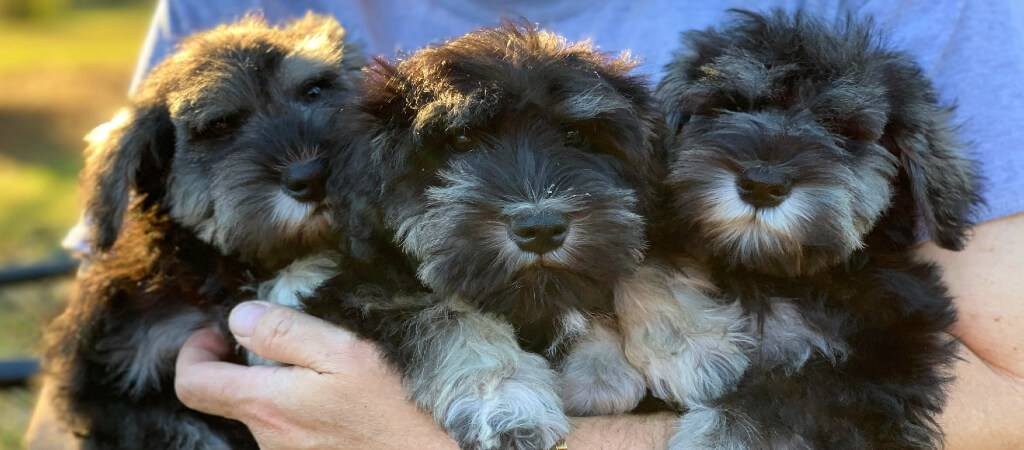 Miniature Schnauzer Puppies