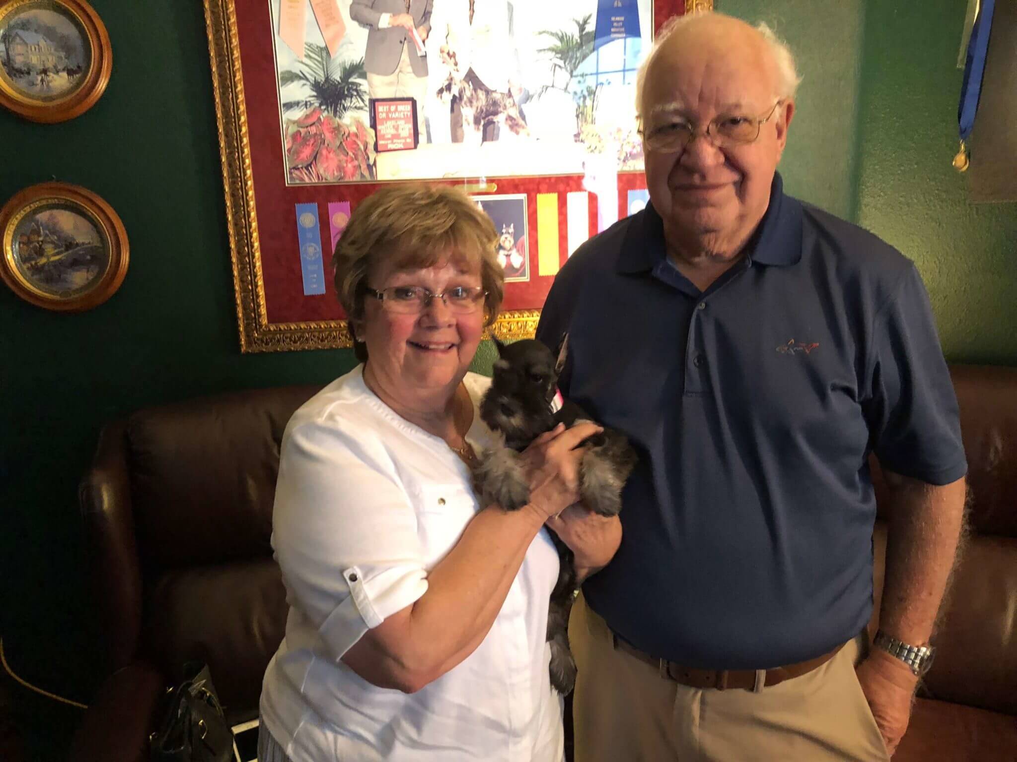 Reberstein Miniature Schnauzer Puppies Leaving The Nest