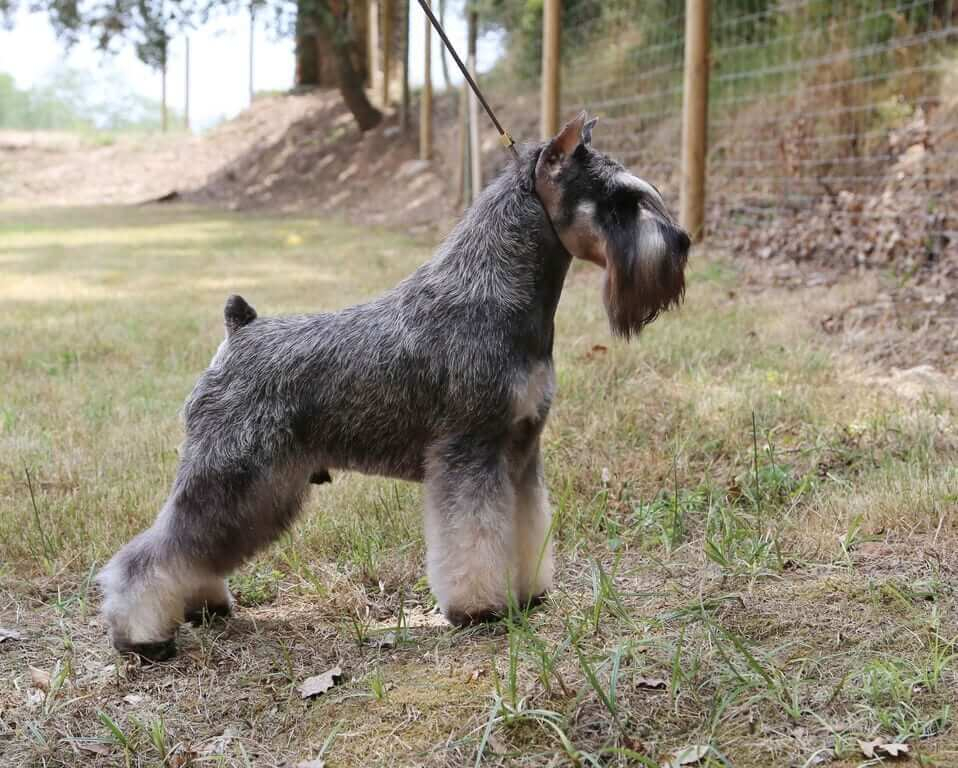 Miniature Schnauzer Grooming