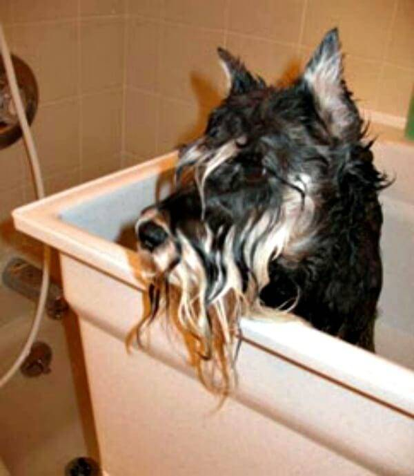 Oh No....It is bath time for this Miniature Schnauzer
