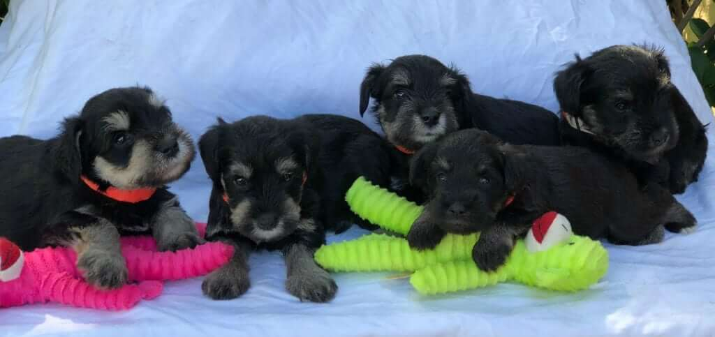 Abbott and Egypt Puppies 