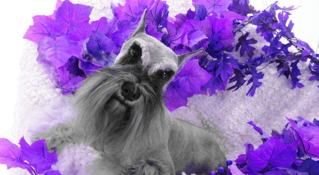 Reberstein's Wheel Of Fortune  (Vanna)