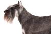 Miniature-Schnauzer-On-White-02