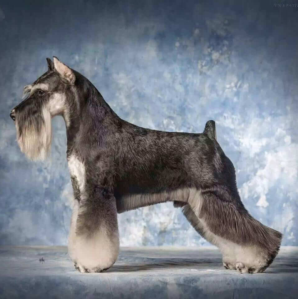 Miniature Schnauzer Grooming