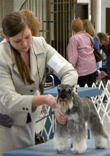 A Salt and Pepper Miniature Schnauzer getting ready to show