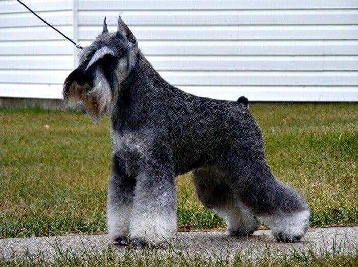 An excellent example of a Salt and Pepper Miniature Schnauzer with a stripped coat