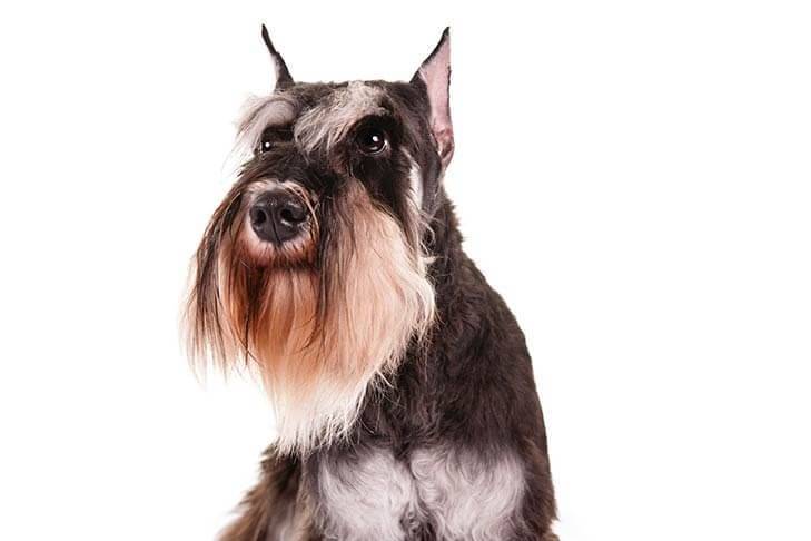 Miniature-Schnauzer-On-White-08