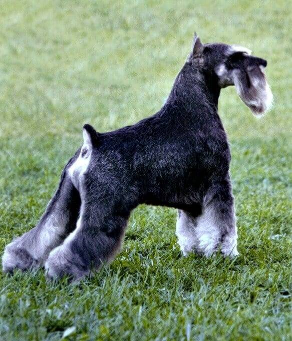 This Miniature Schnauzer is groomed to perfection