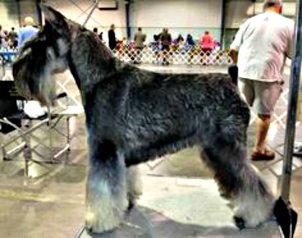 Salt and Pepper Miniature Schnauzer getting ready to show