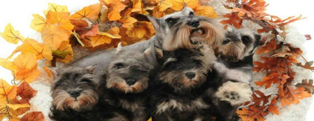 Vanna and her Puppies