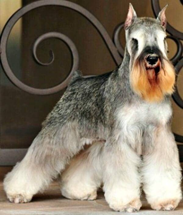 A Salt and Pepper Miniature Schnauzer all decked out