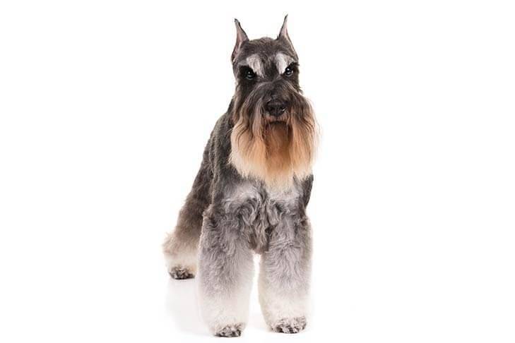 Miniature-Schnauzer-On-White-03