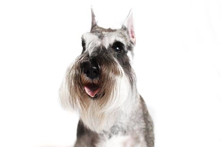 Miniature-Schnauzer-On-White-06