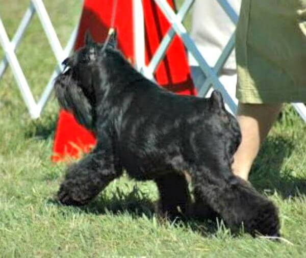 A Black Miniature Schnauzer strutting his stuff at a dog show