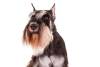 Miniature-Schnauzer-On-White-08