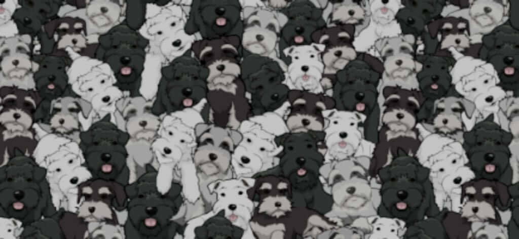 Website-Paw-Background-010815-3