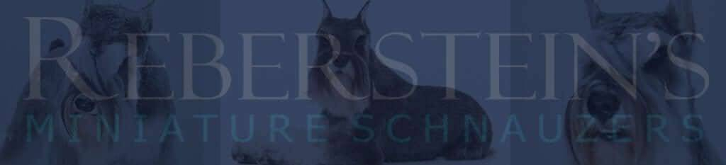 Rebersteins Miniature Schnauzers Web Banner