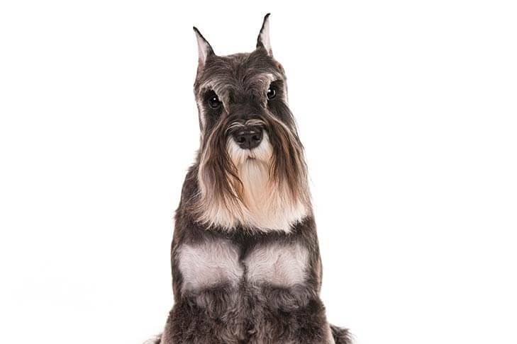 Miniature-Schnauzer-On-White-10