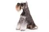 Miniature-Schnauzer-On-White-05