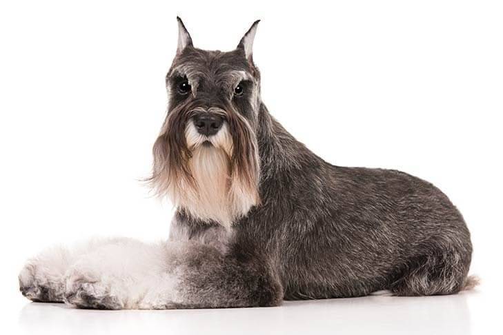 Miniature-Schnauzer-On-White-09