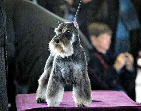 A Salt and Pepper Miniature Schnauzer at the show