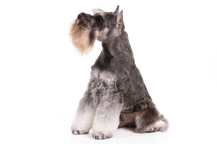 Miniature-Schnauzer-On-White-05