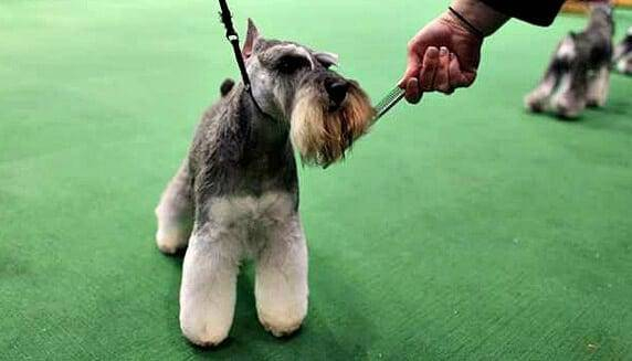Miniature Schnauzer at an AKC Dog Show
