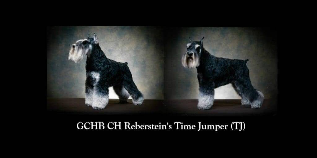 GCHB CH Rebersteins Time Jumper Final