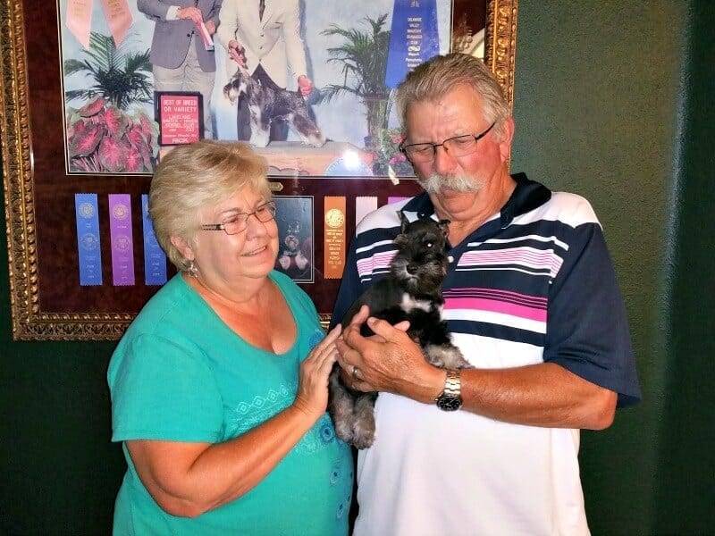 Past Puppies B/S Male Puppy From Bella