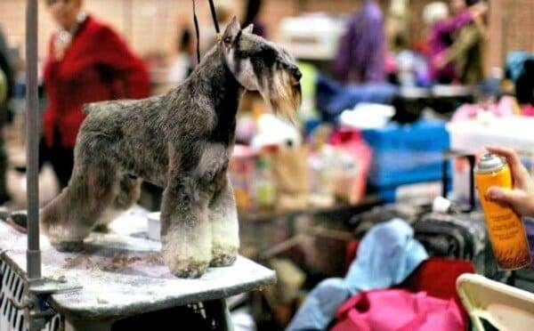 This Miniature Schnauzer is almost ready for show