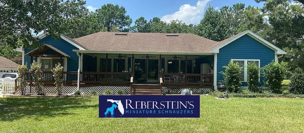 Live Oak  Florida Home To Reberstein's Miniature Schnauzers