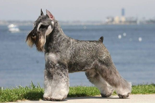 Miniature Schnauzer