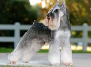 Miniature Schnauzer Grooming
