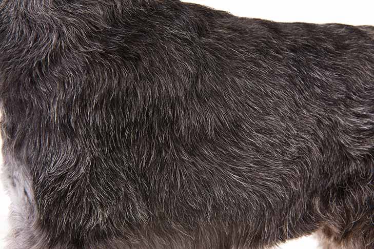 Miniature-Schnauzer-On-White-04