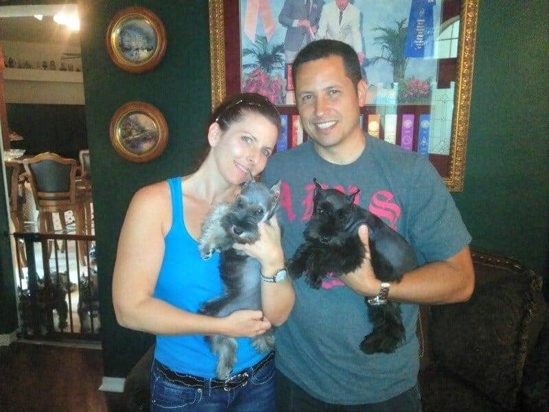 Reberstein's Miniature Schnauzer Puppies