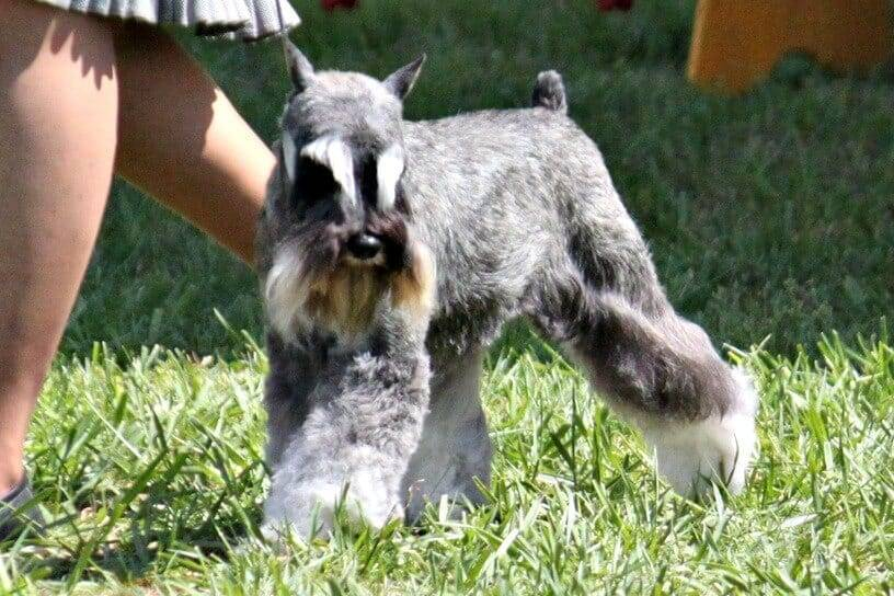 A slat and Pepper Miniature Schnauzer in the ring showing