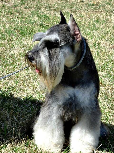 A Salt and Pepper Miniature Schnauzer taking a break